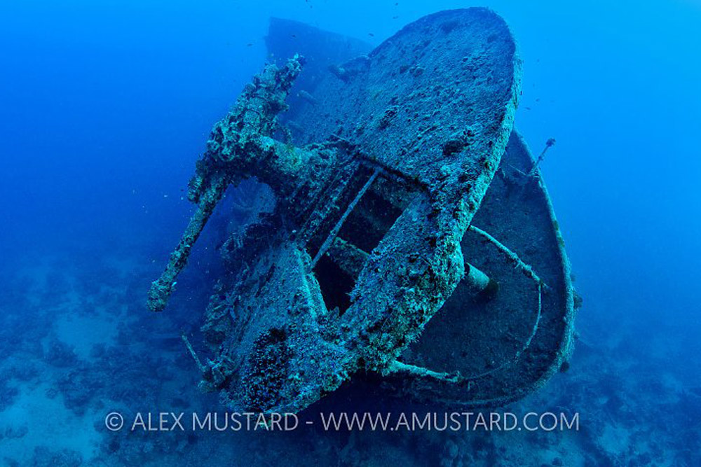 Glassfish and marine life on the Thistlegorm